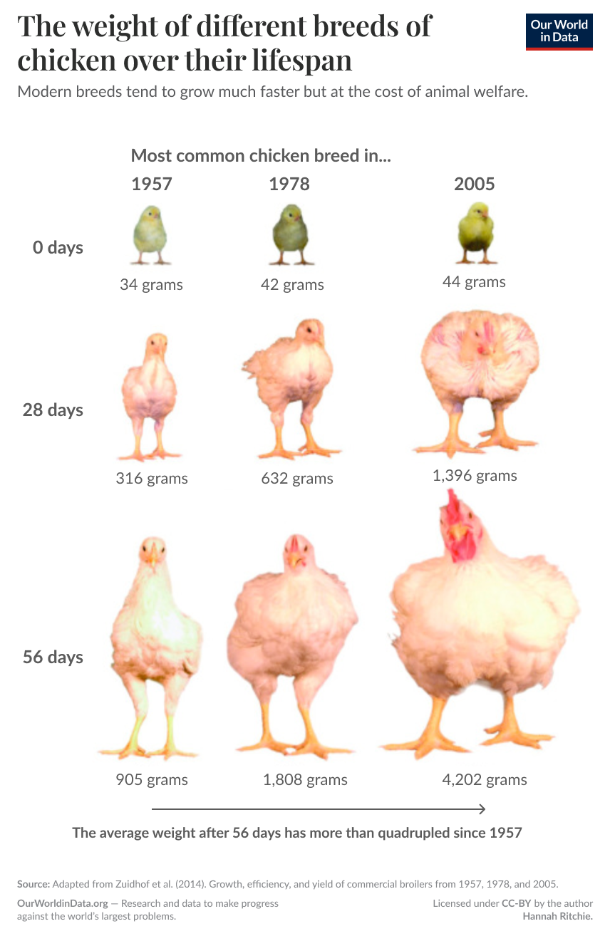 broiler-chicken-weight kip gewicht