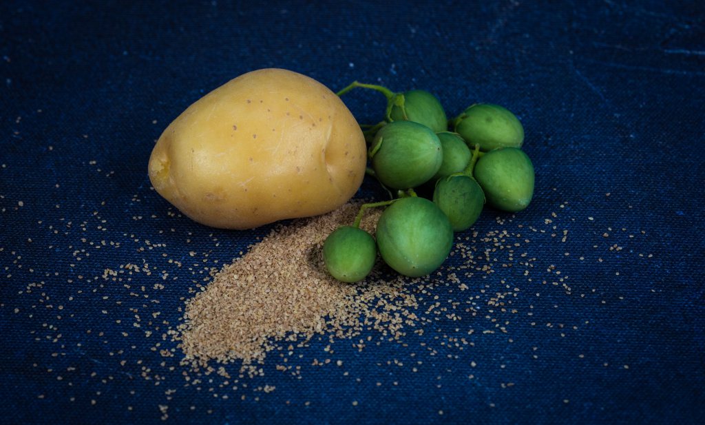 Aardappelen zonder poten, de zesvoudige zegen van Solynta