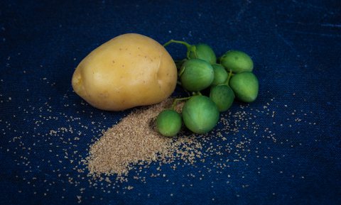 Aardappelen zonder poten, de zesvoudige zegen van Solynta