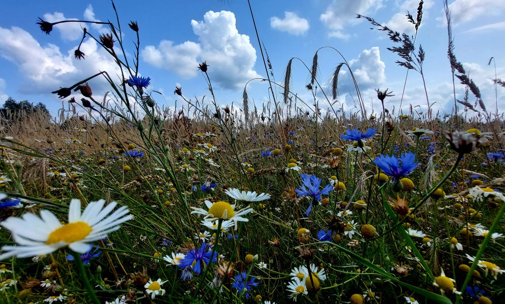 Jeugd weet niet hoe een korenbloem eruitziet