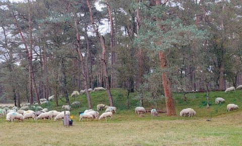 Publiek ziet dierenmishandeling uit onwetendheid