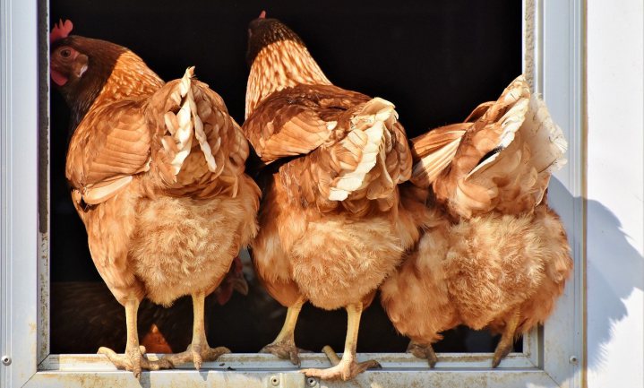 Symposium: De positie van dieren in onze maatschappij