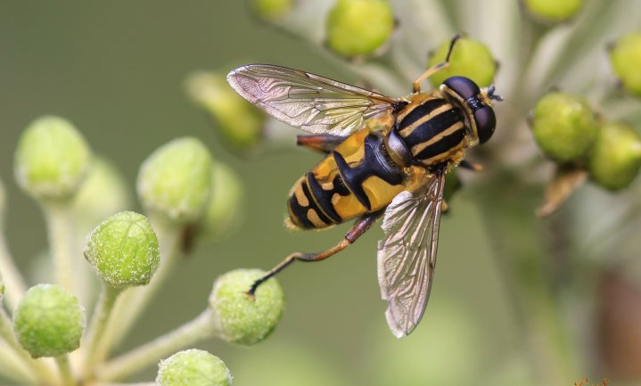 Lezing: The fascinating and amazing world of insects