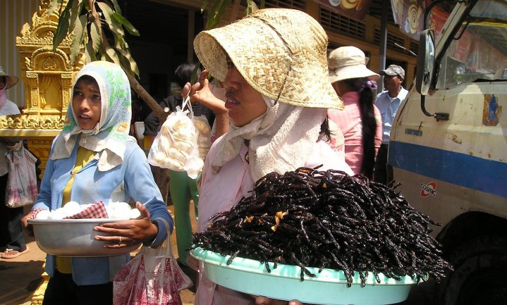 Lezing: Insects to feed the world