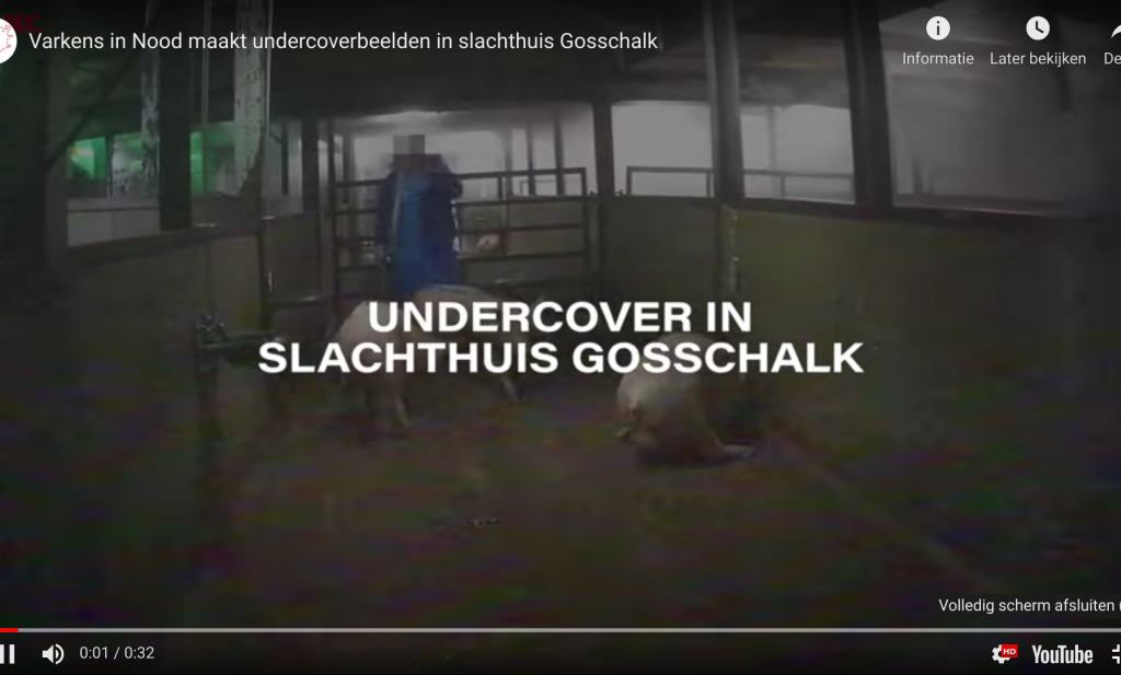 Schokkende beelden uit slachthuis Gosschalk, NVWA grijpt ...