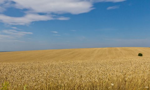 Oekraïne voegt groot areaal industriële landbouw toe aan de EU