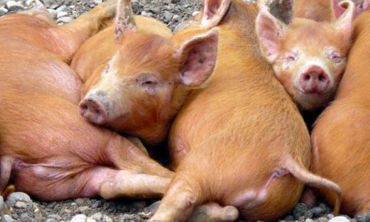 Bericht van een varkenshouder uit Vroomshoop