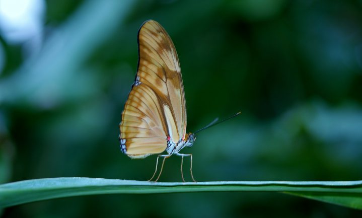 Lezing: Insects in the City