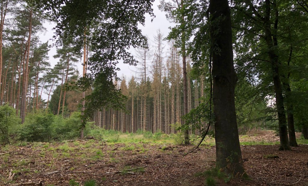 Stervende Duitse bossen zijn misschien wel goed nieuws