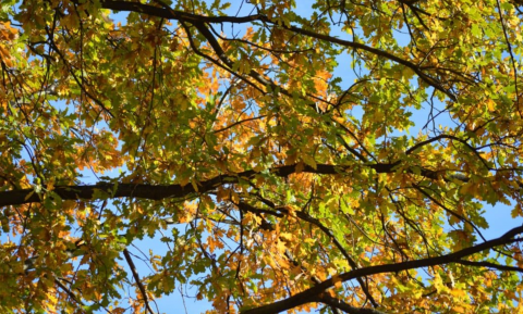 Oude bomen maken extra hout als ze meer CO2 krijgen