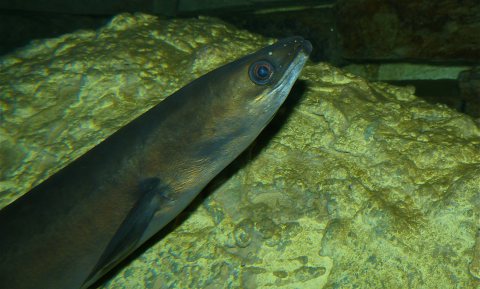 Volendam hoopt op redding van de paling met labkweek