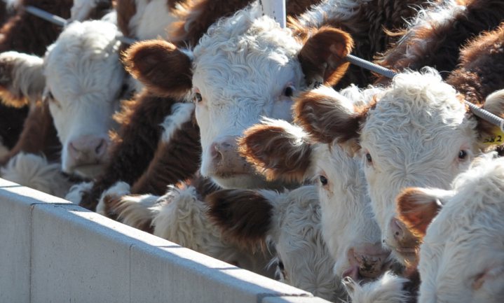 Europese Commissie mag koehandel met VS, Brazilië, Uruguay en Australië starten
