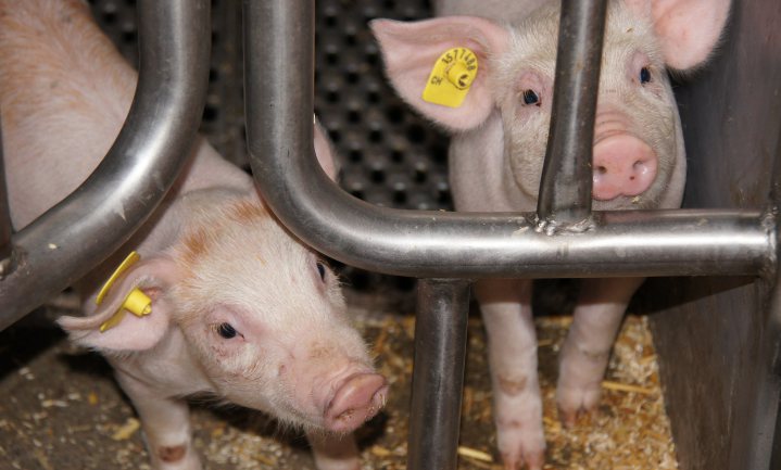 Minder varkens, minder koeien en minder boeren in Duitsland