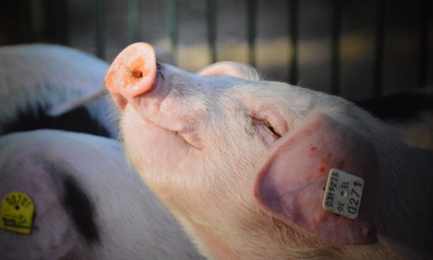 Peter Singer kijkt terug op 50 jaar dierenwelzijn en de toekomst