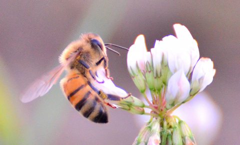 Honingbij verdringt wilde bij in Biesbosch