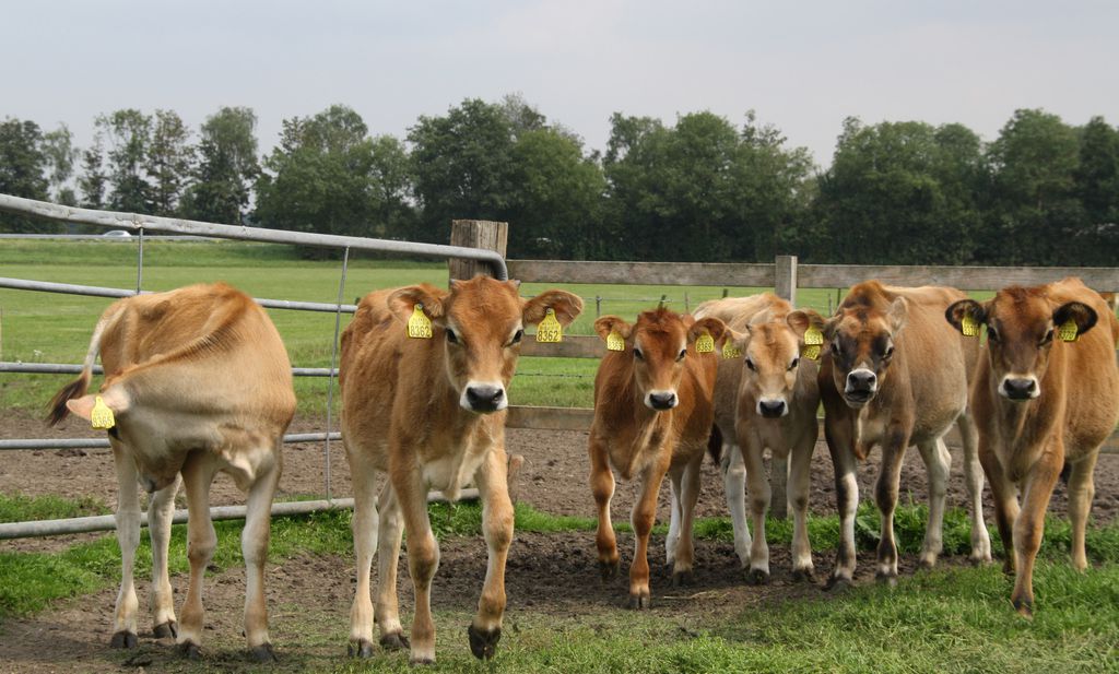 Carry JEP Openbaren Bruine koeien geven chocolademelk' - Foodlog