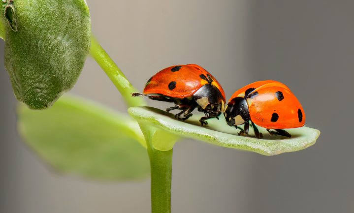 Lezing: Insects in culture