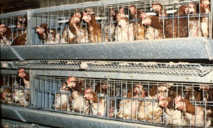 VVD maakt dierenwelzijn breekpunt in vrijhandelsakkoord met VS