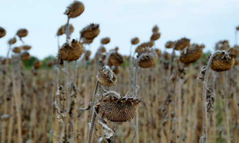 Vlaamse zonnebloemen zijn vogelvoer