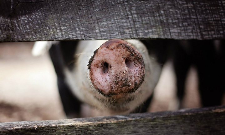 Debat: Toekomst van de Veehouderij