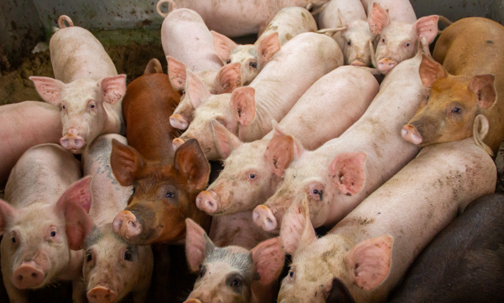 Laatste varkensflat van Europa staat in Estland