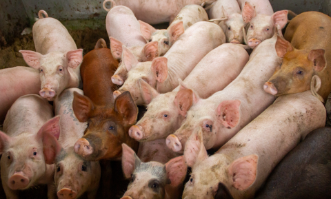 Laatste varkensflat van Europa staat in Estland