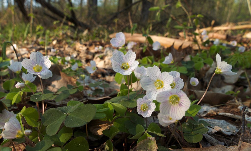 Stikstof in West-Europa trekt versneld planten uit Oost-Europa aan