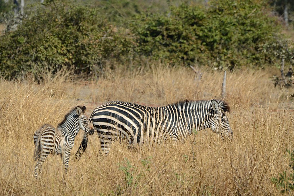 Zebrastrepen en wit houden vervelende vliegen op afstand - Foodlog